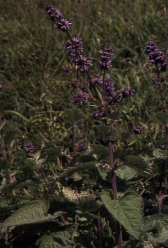 Salvia verticillata 1