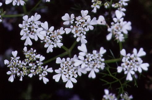 Scandix pecten-veneris 2