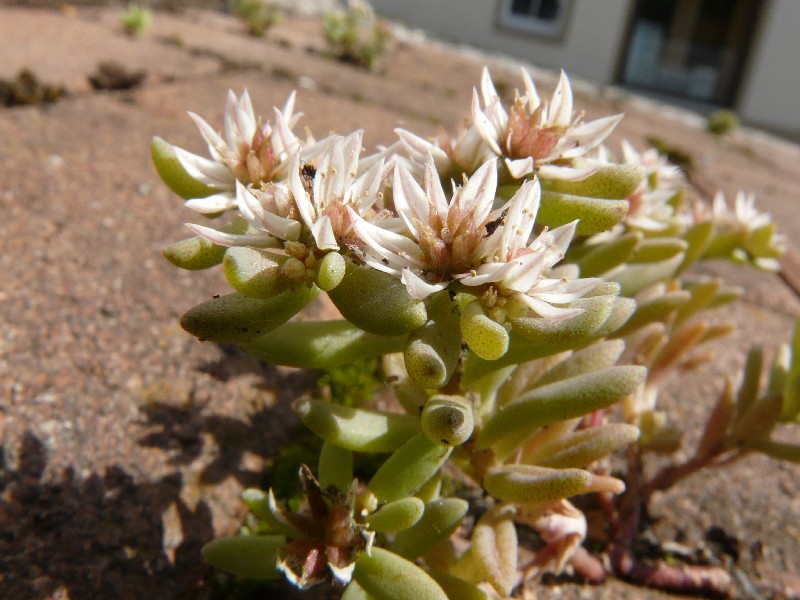 Sedum hispanicum 2