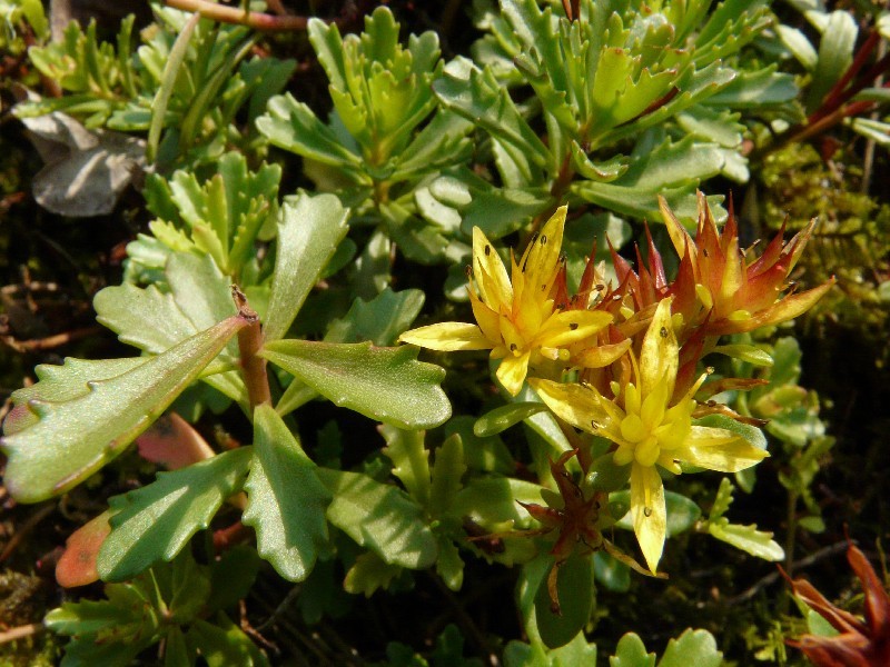 Sedum kamtschaticum 2