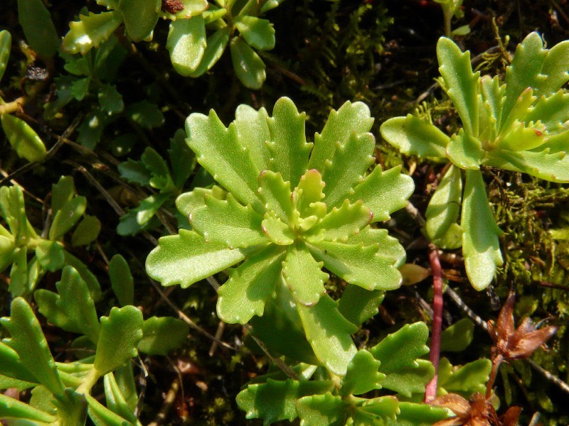 Sedum kamtschaticum 3