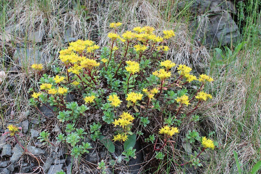 Sedum kamtschaticum 2