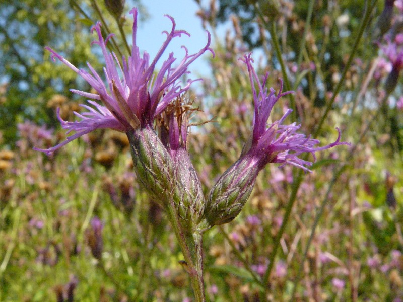 Serratula tinctoria 2