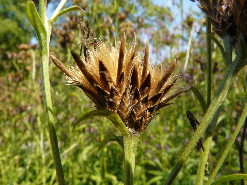 Serratula tinctoria 3