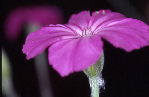 Silene coronaria 2