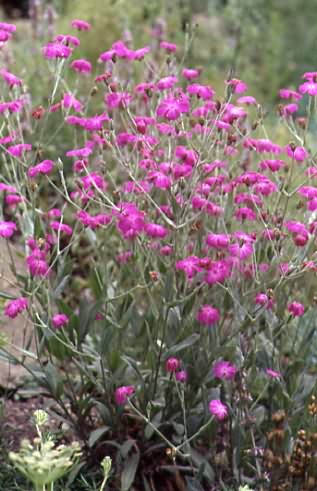 Silene coronaria 1