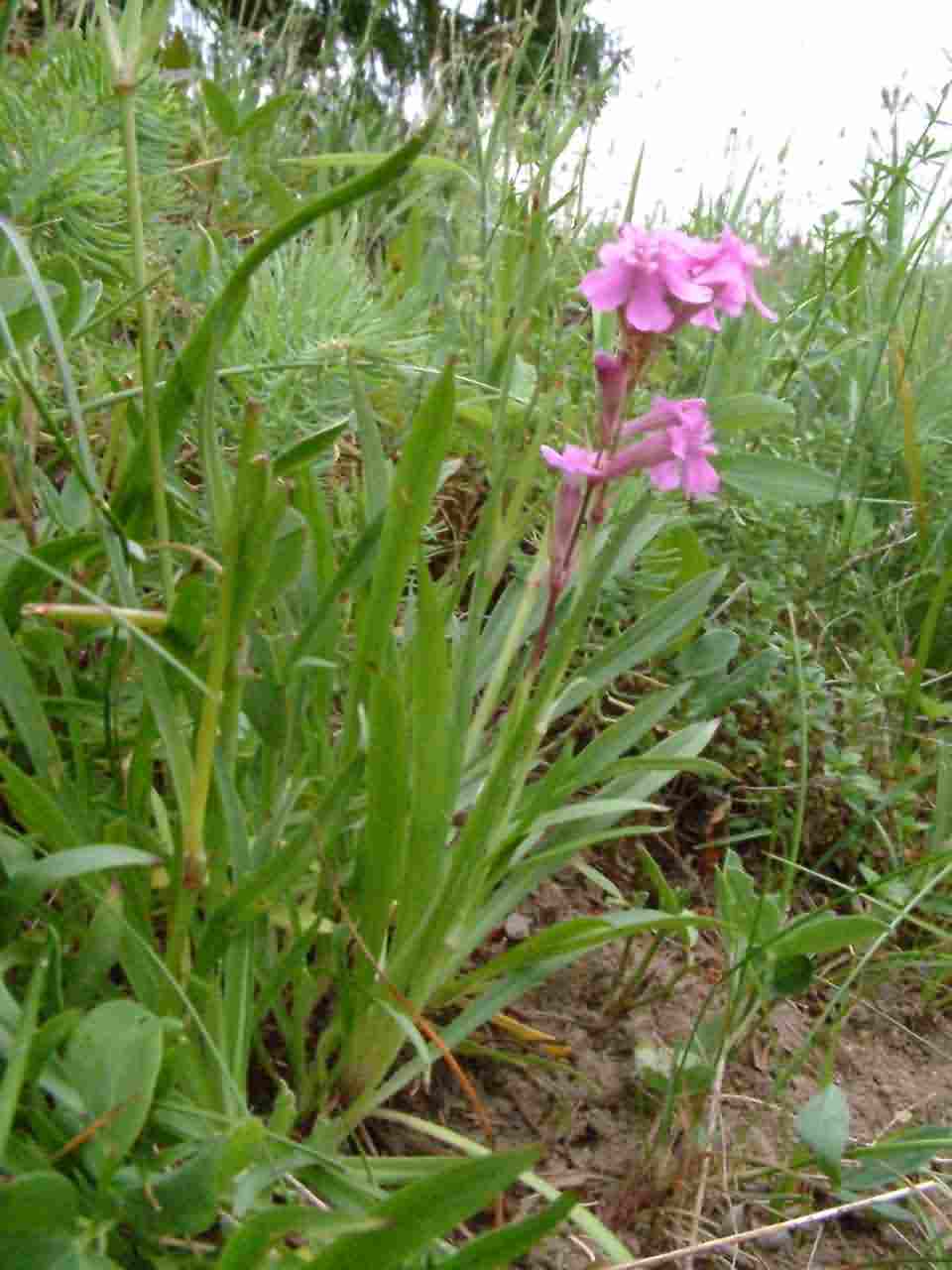 Silene viscaria 1