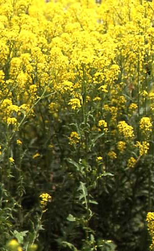 Sisymbrium austriacum 1