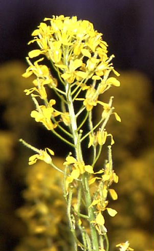 Sisymbrium austriacum 2
