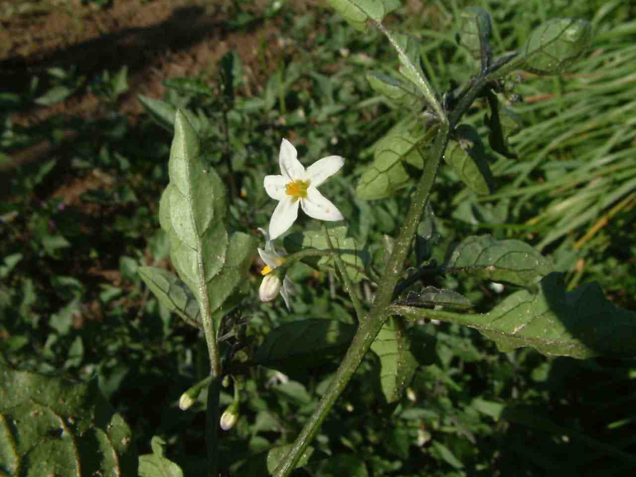 Solanum nigrum 1