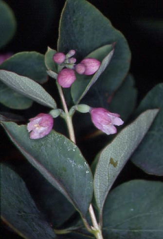 Symphoricarpos albus 1