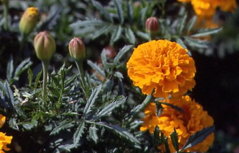 Tagetes patula 1
