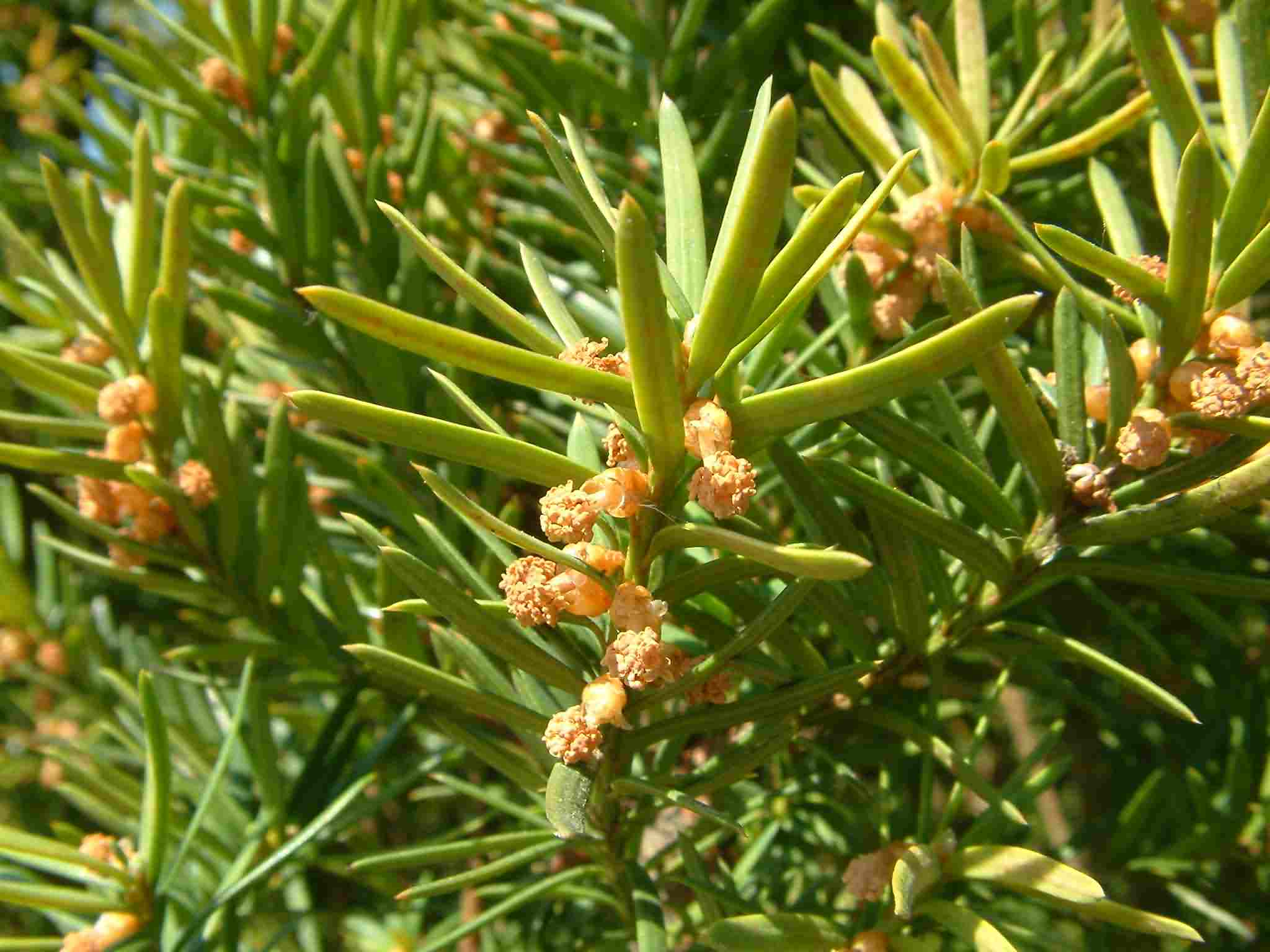 Taxus baccata 2