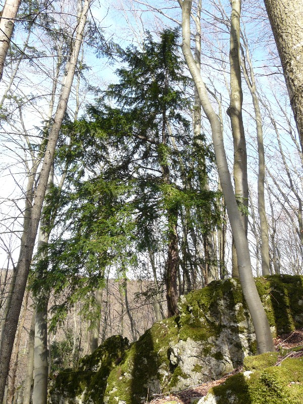 Taxus baccata 1