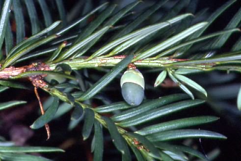 Taxus baccata 3