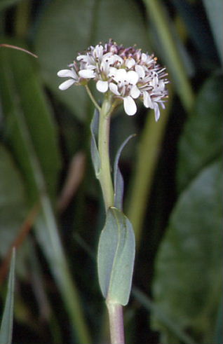 Thlaspi caerulescens 3