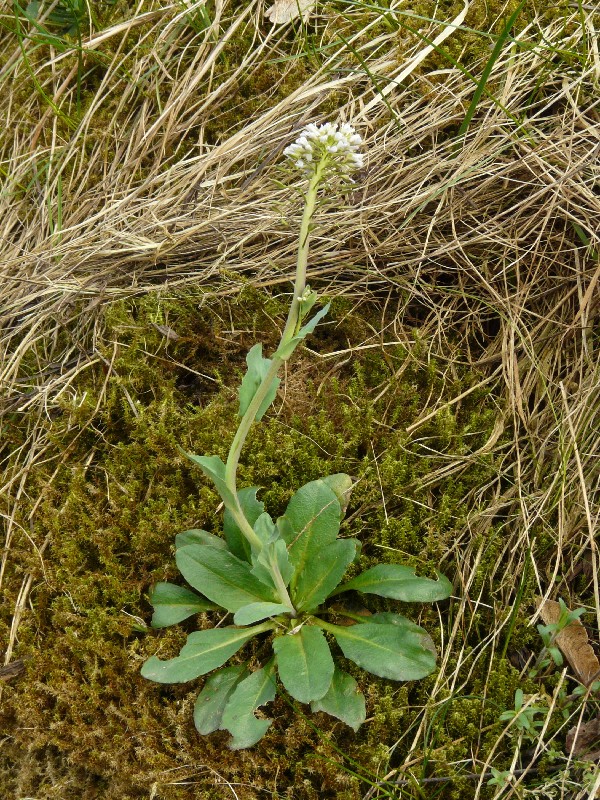 Thlaspi caerulescens 2