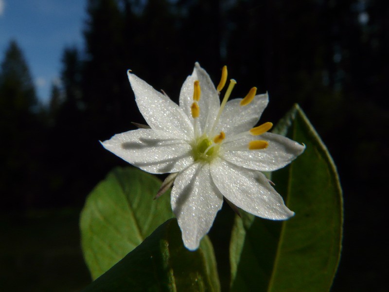 Trientalis europaea 2