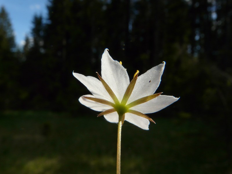 Trientalis europaea 3