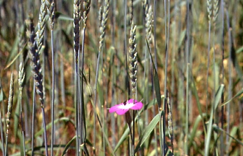 Triticum aestivum subsp. spelta