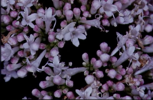 Valeriana excelsa 2