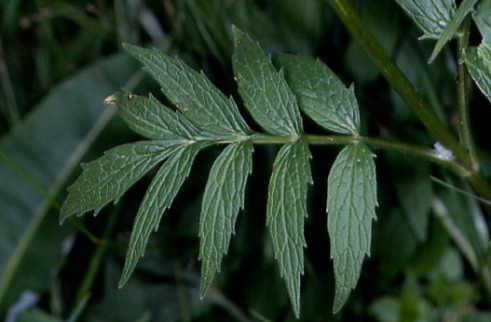 Valeriana excelsa 3