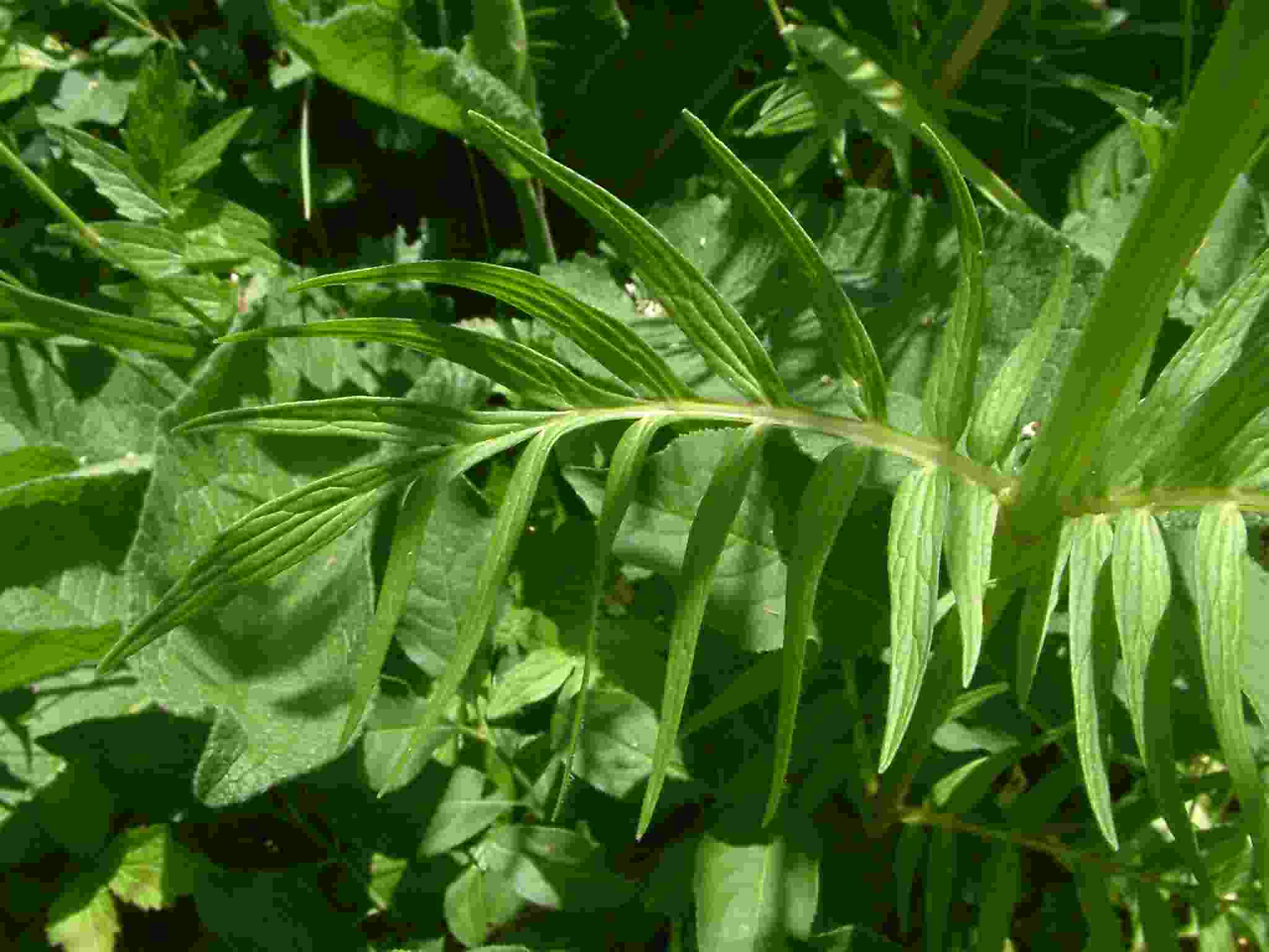 Valeriana wallrothii 3