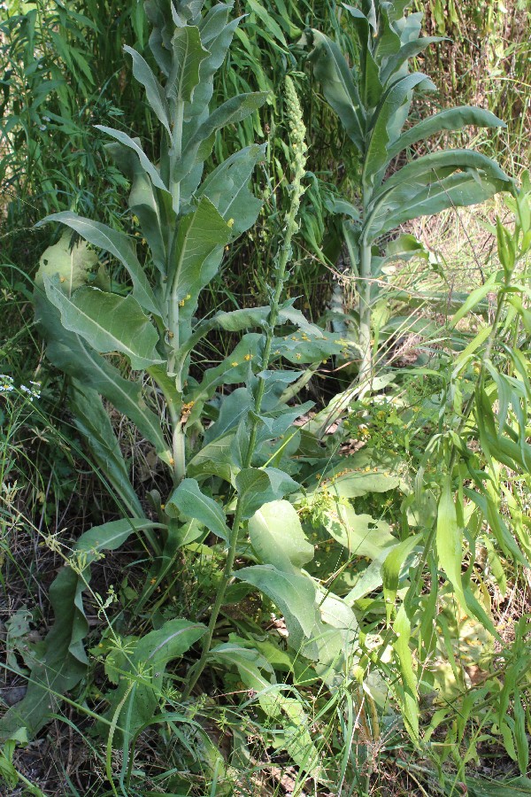 Verbascum nigrum × V. speciosum