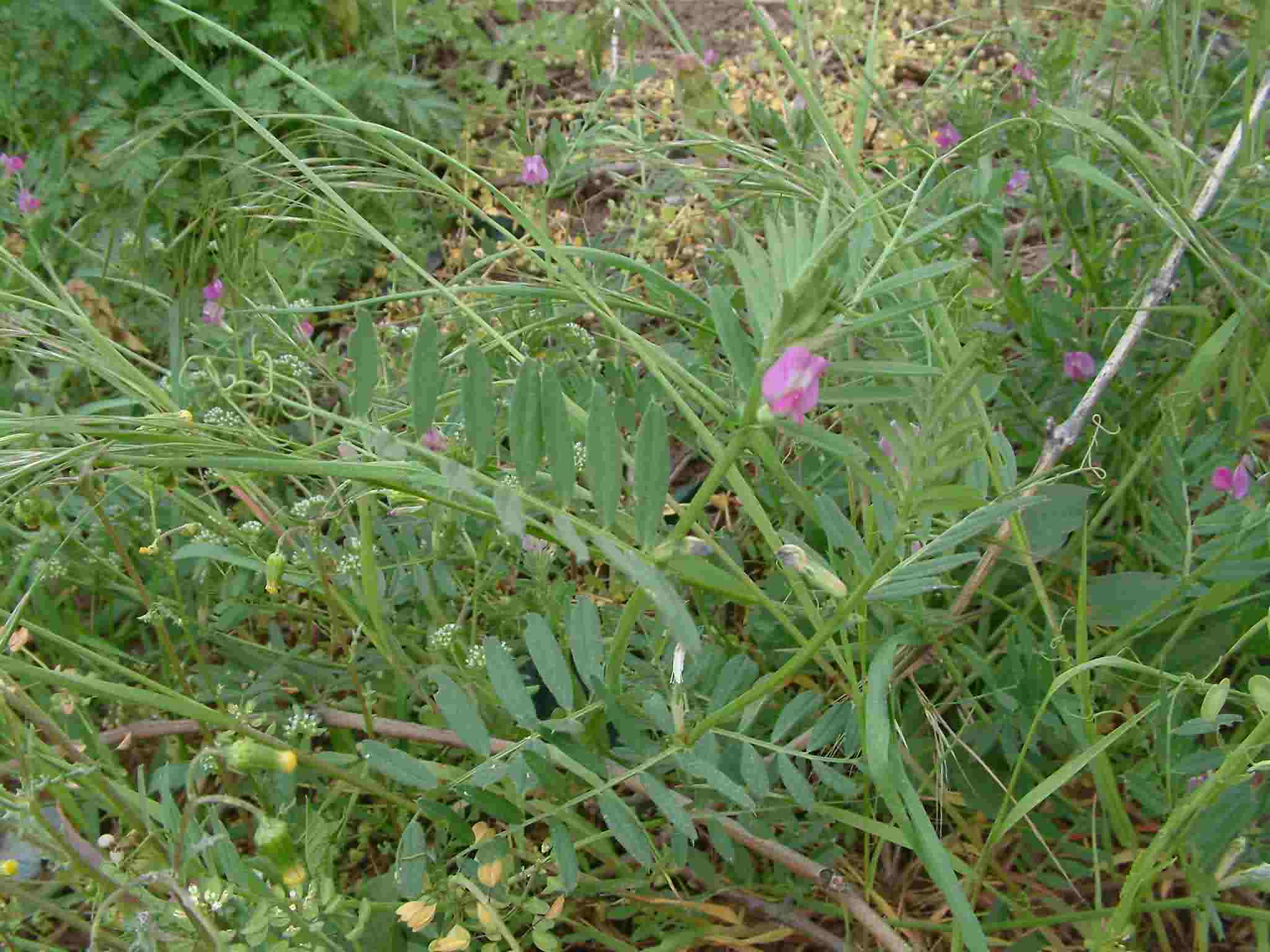 Vicia angustifolia 2