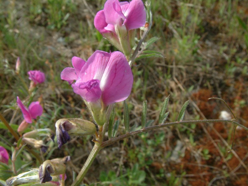 Vicia angustifolia 3