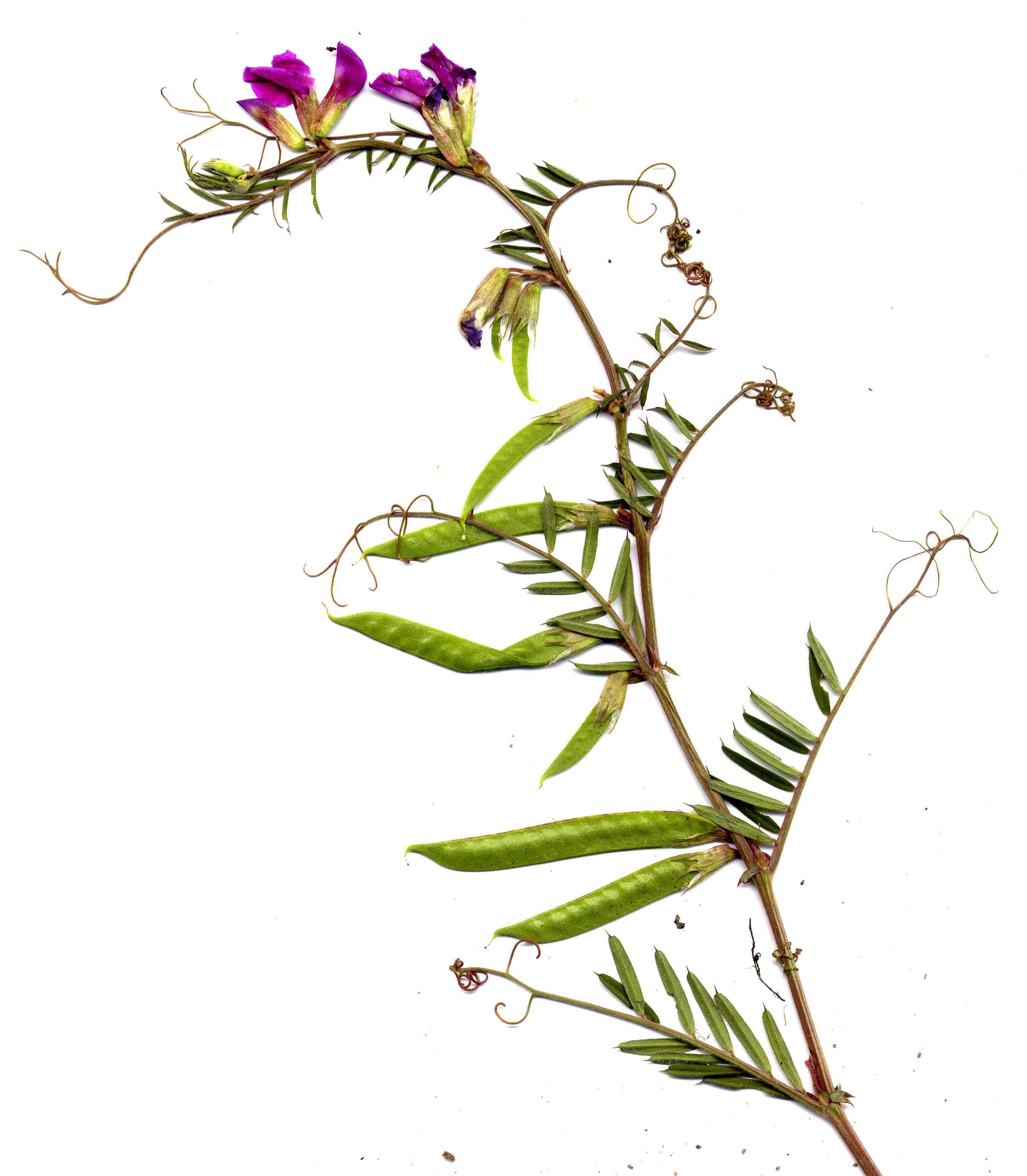 Vicia angustifolia 1