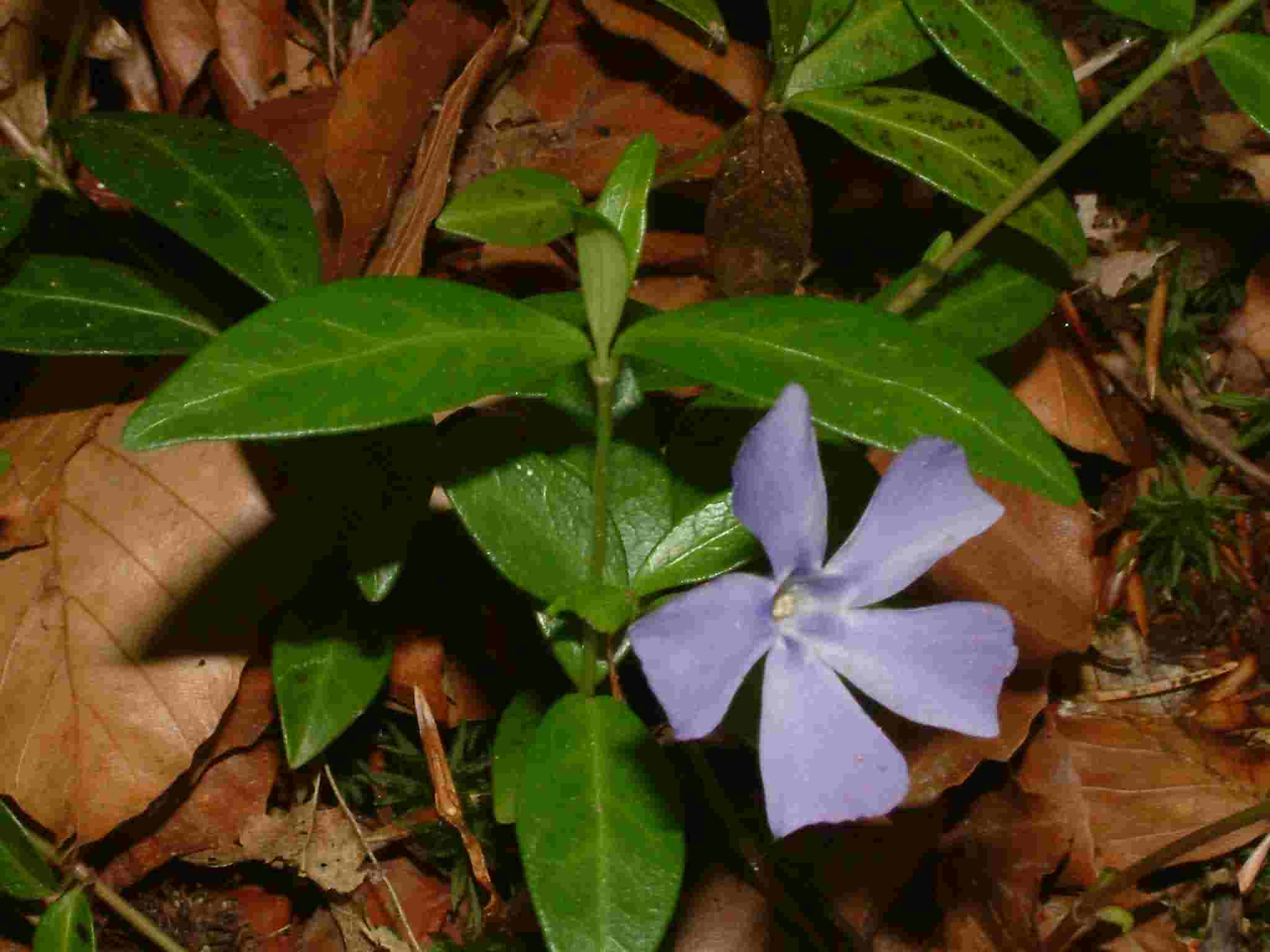Vinca minor 1