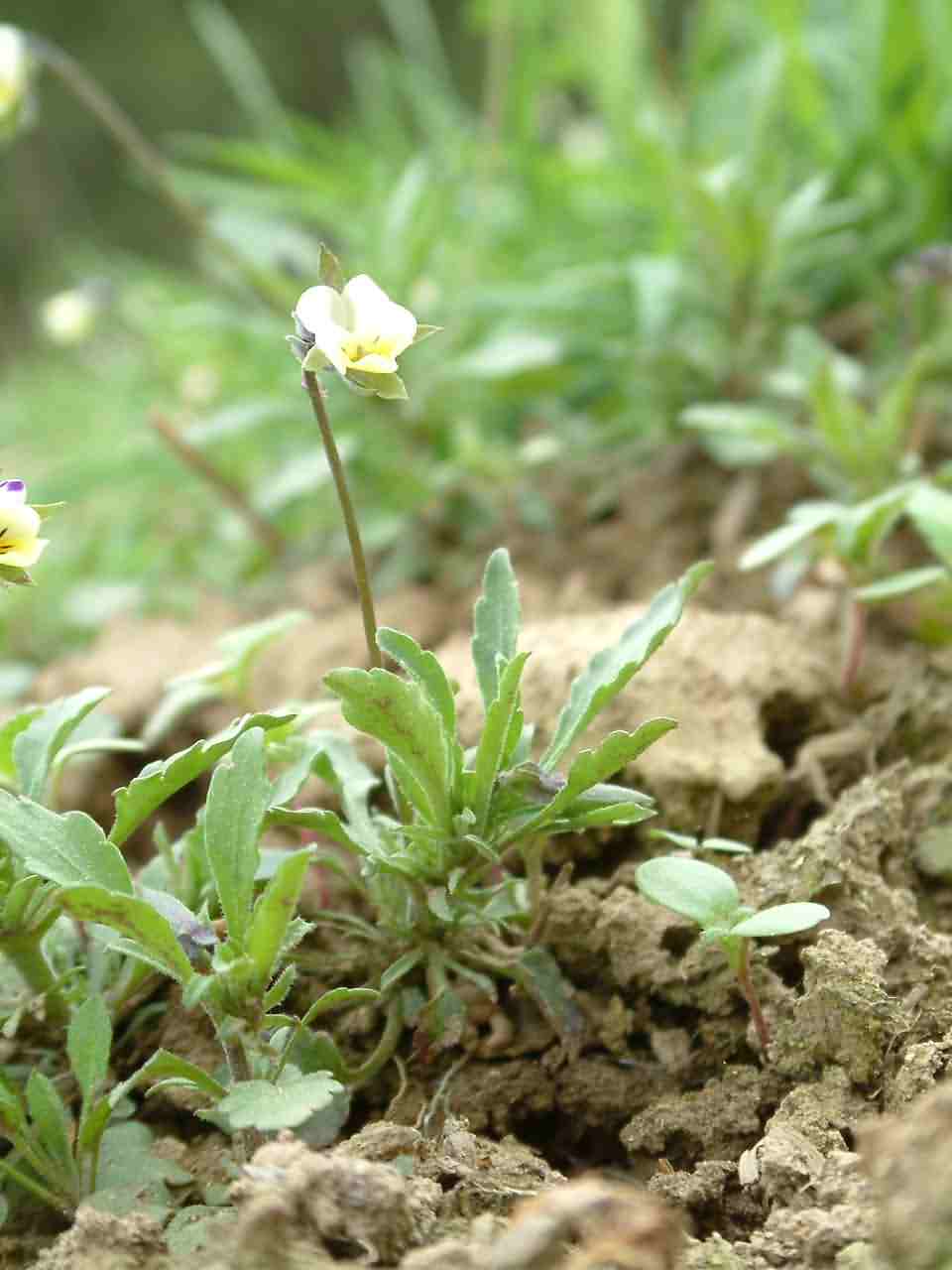 Viola arvensis 1
