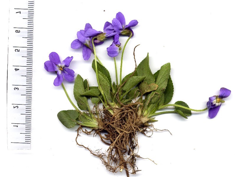 Viola hirta